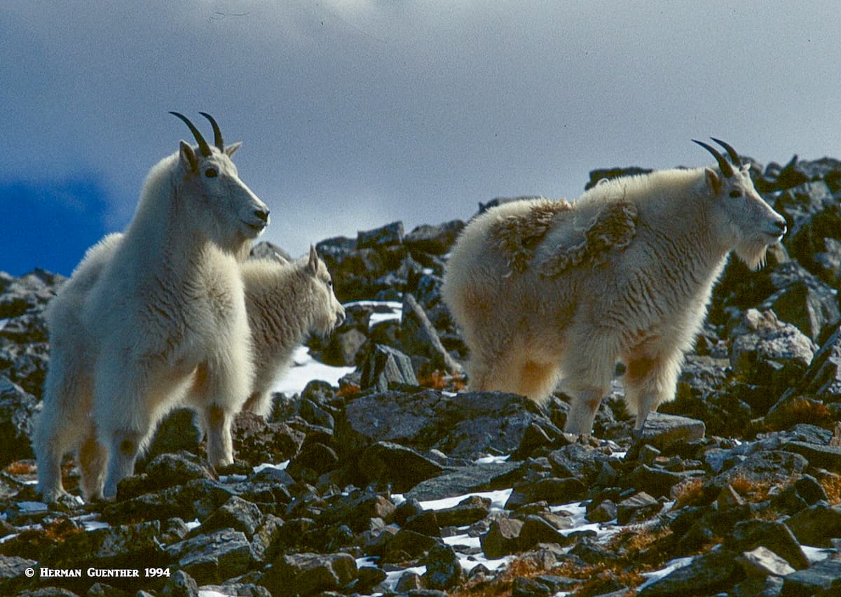 Mountain Goats on Grays Peak Trail