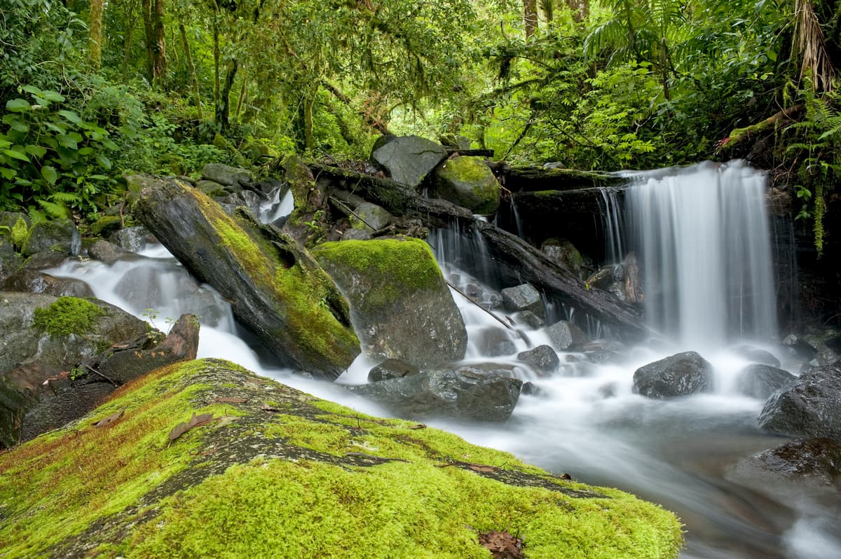 Parque Internacional La Amistad. Costa Rica-Panama Ranges