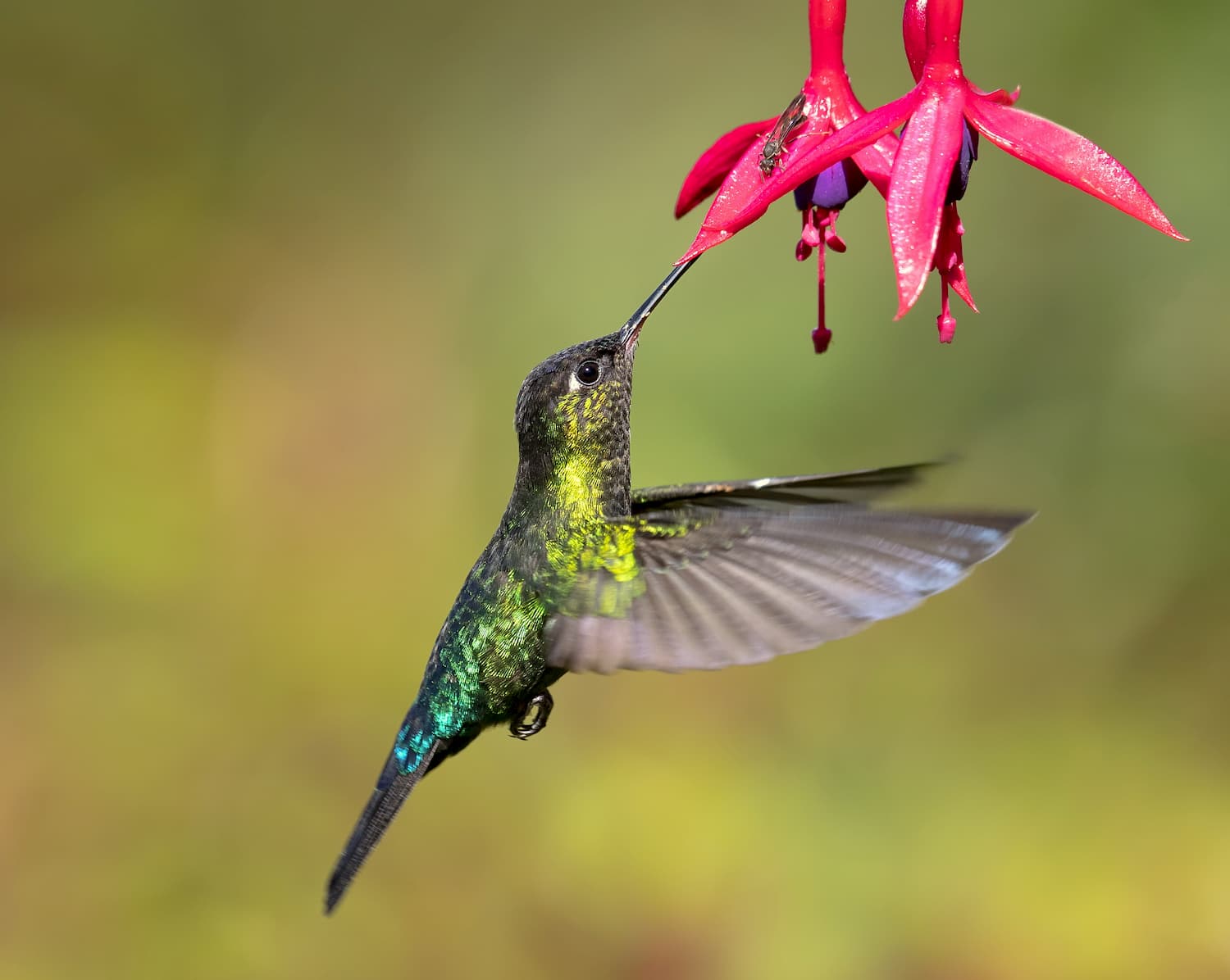 Panama cerro punta. Costa Rica-Panama Ranges
