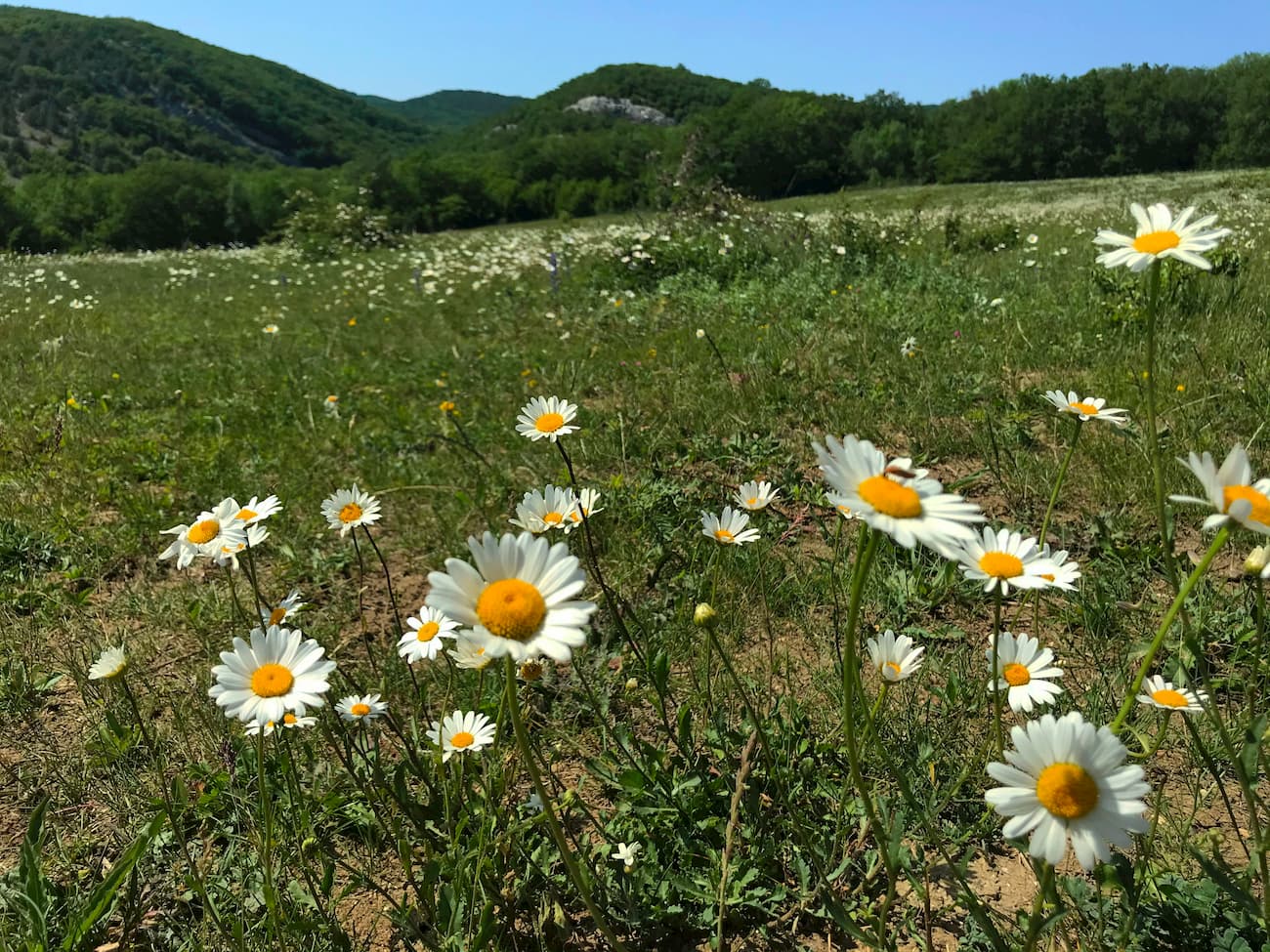 Crimea. Baydarsky Reserve.