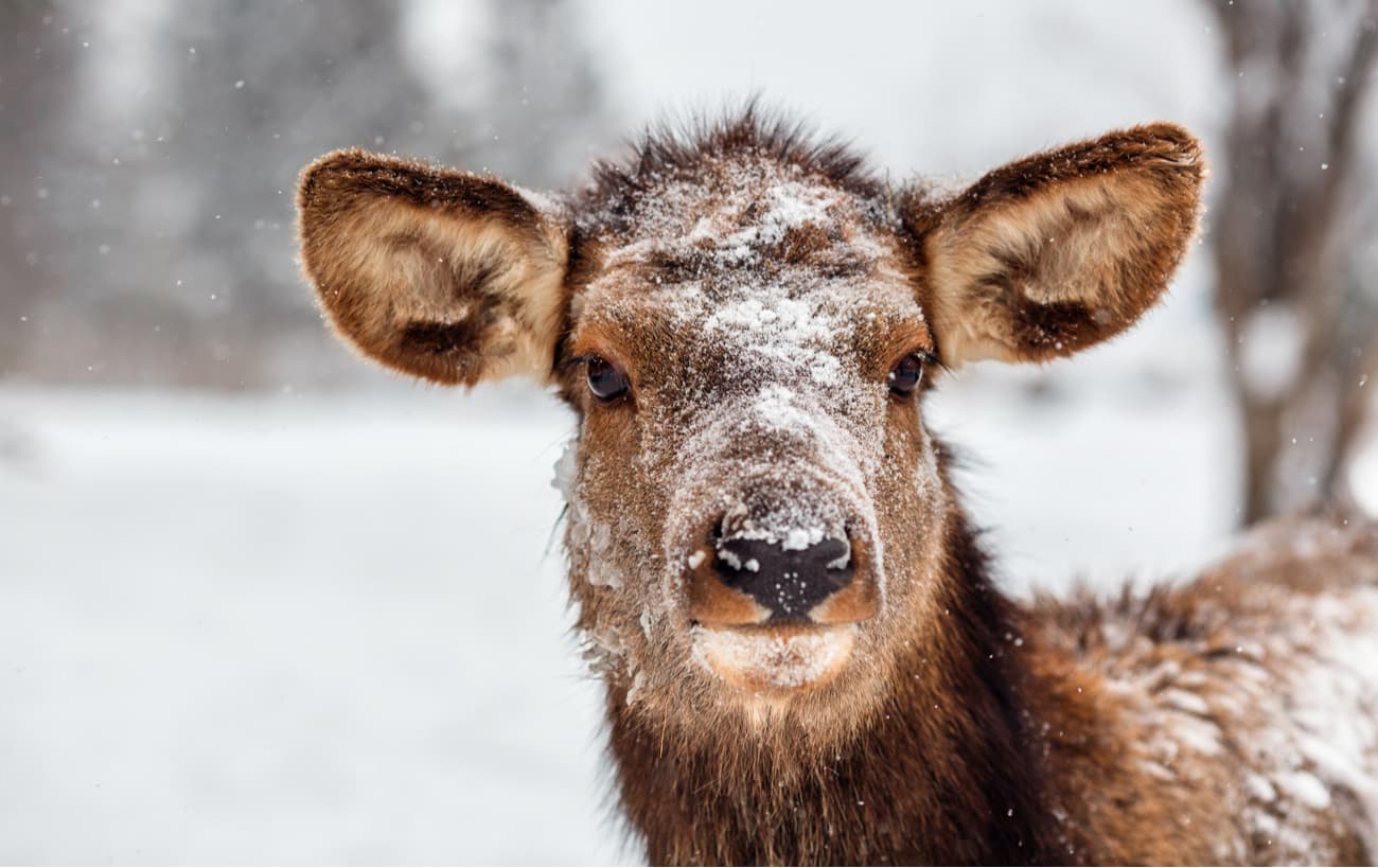 Deer. Deer Brooks Nature Park