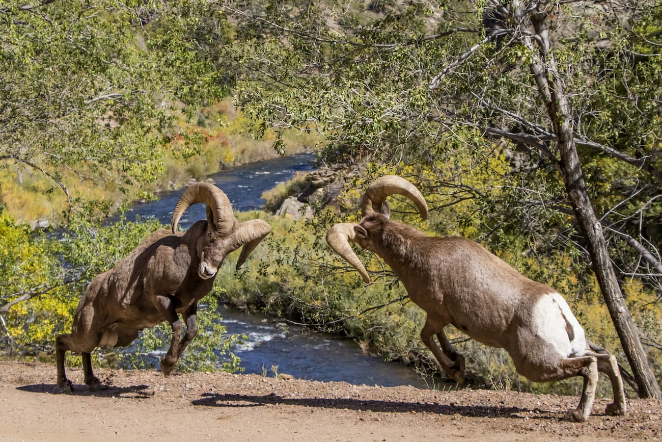 Bighorn Sheep. Deer Creek Canyon Park