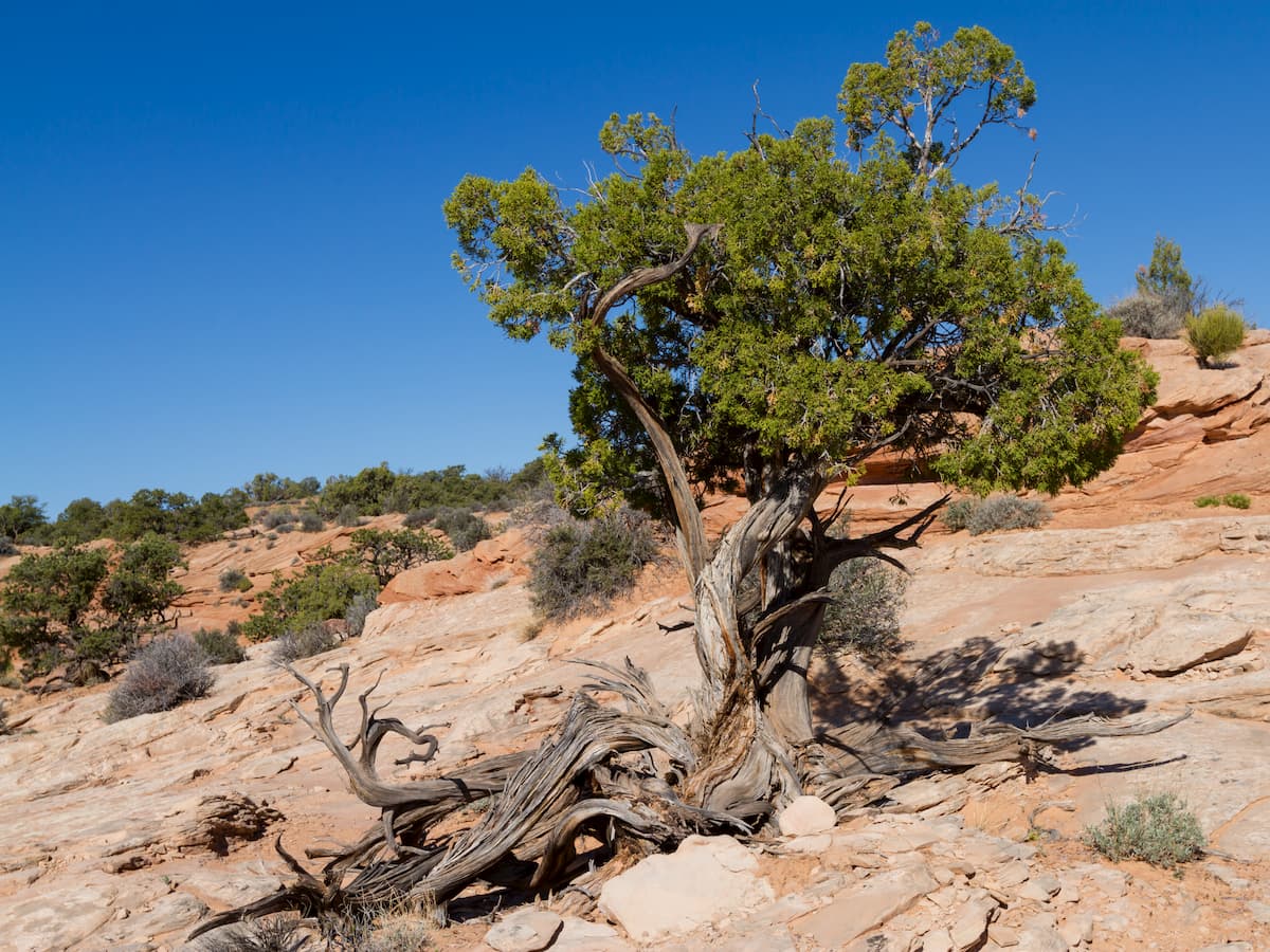 Juniper Deseret Peak Wilderness Area
