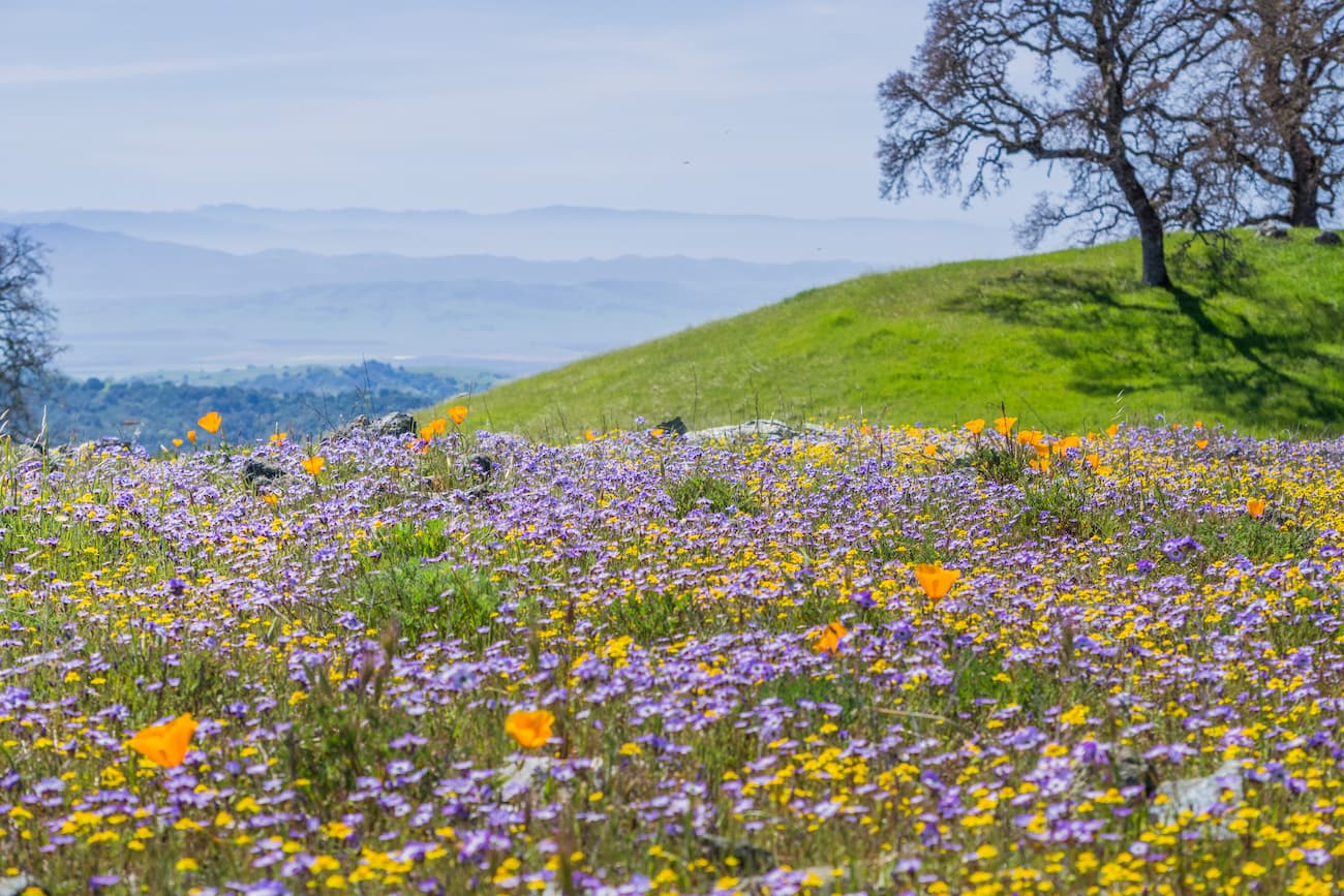 Henry W. Coe State Park. Diablo Range