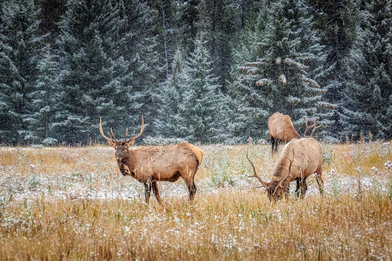 Elk. Canada