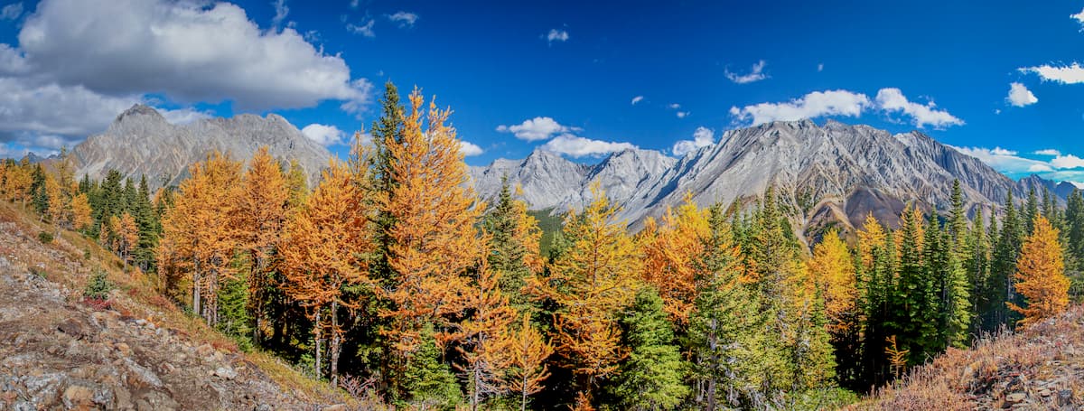 Pocaterra Ridge. Elk Range, Alberta