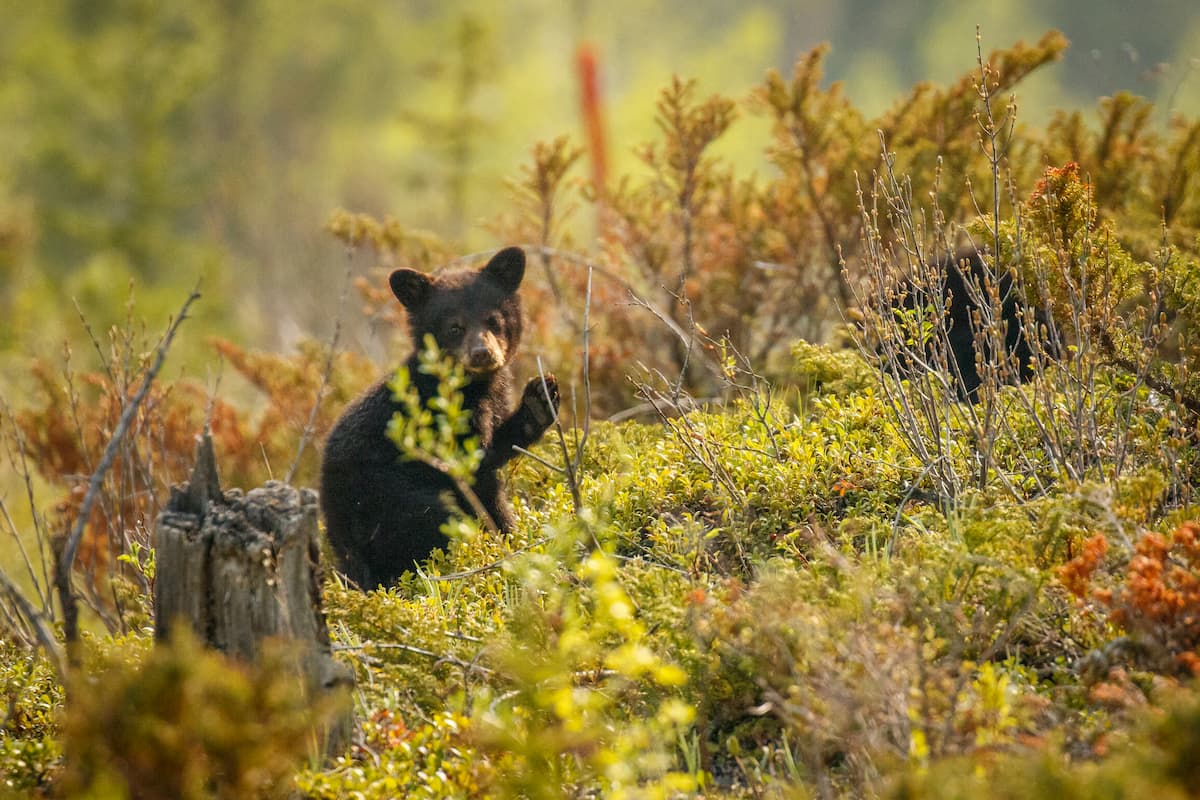 Black bears. Elk Range, Alberta