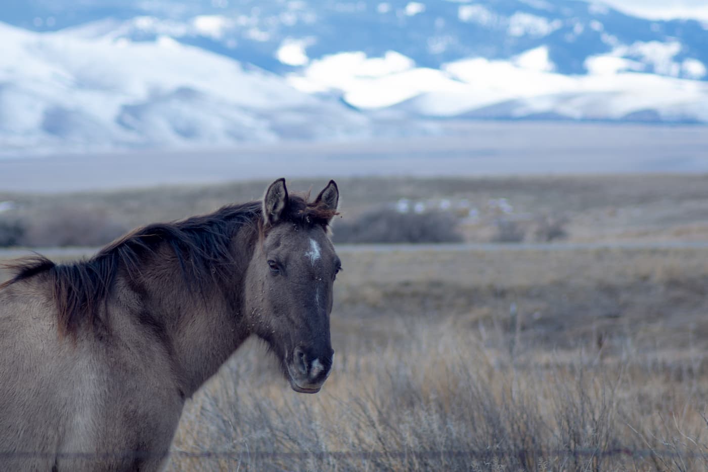 Elkhorn Mountains Montana