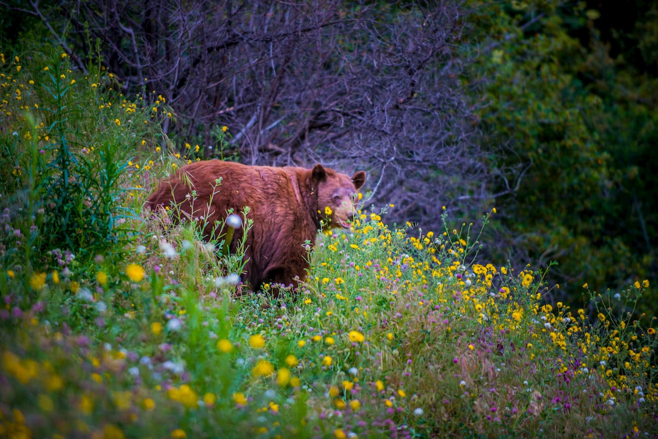 Black bear in Emigrant Wilderness
