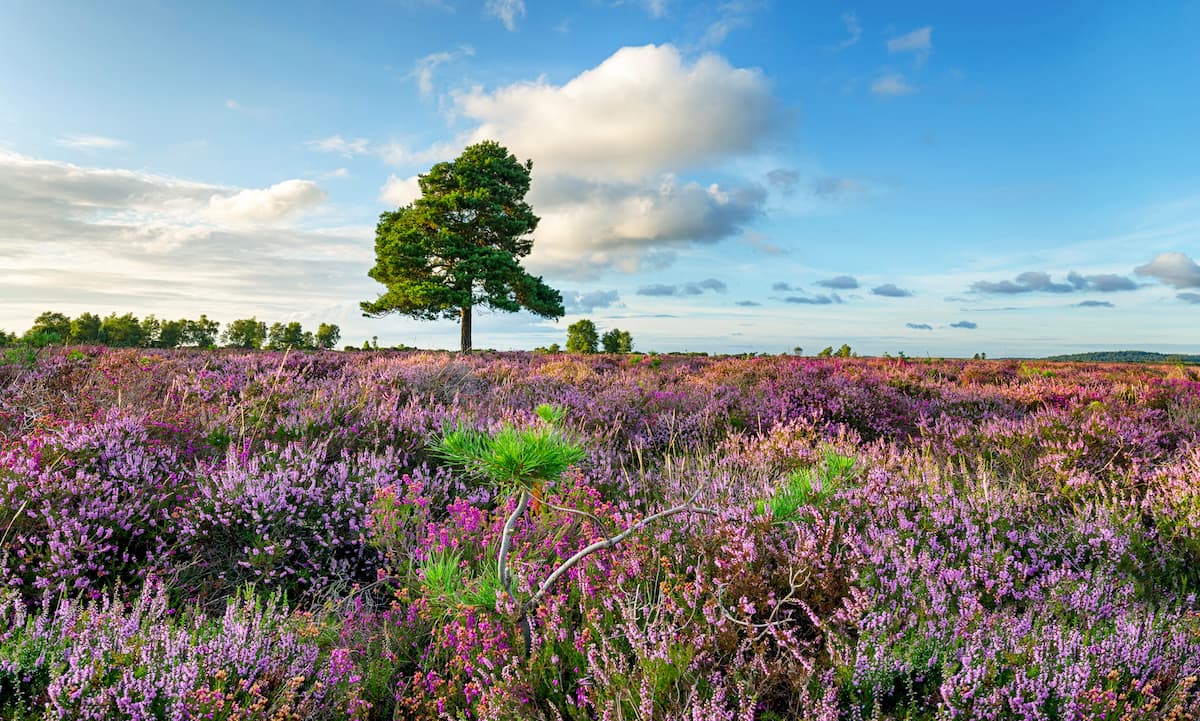 Un tappeto di erica viola nel New Forest National Park in Hampshire