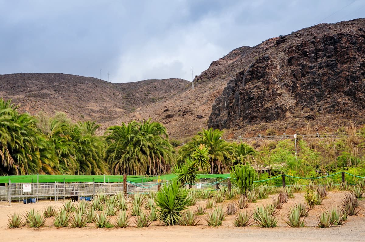 Finca Canarias Aloe Vera