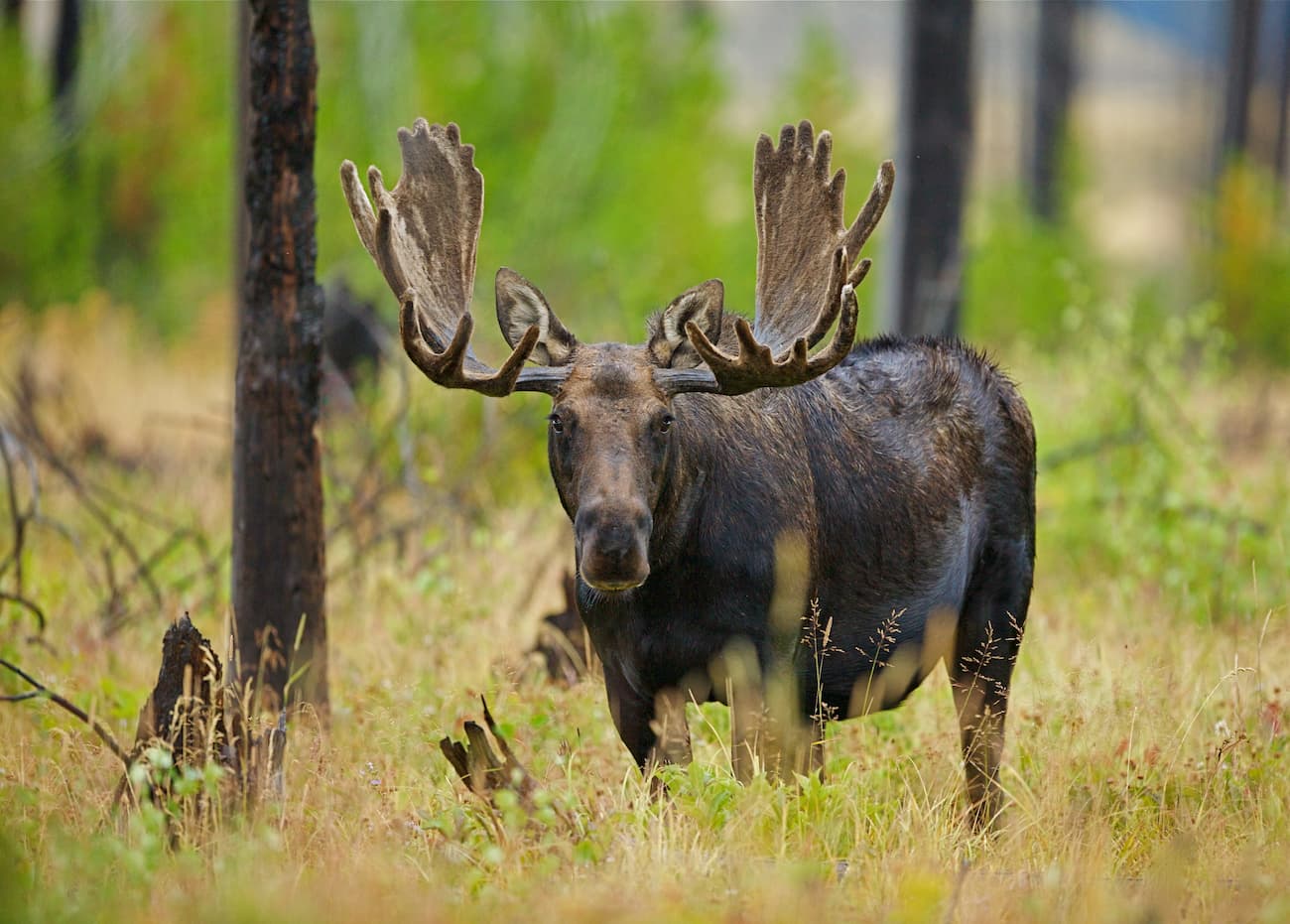 Bull Moose, Gallatin Range, Montana