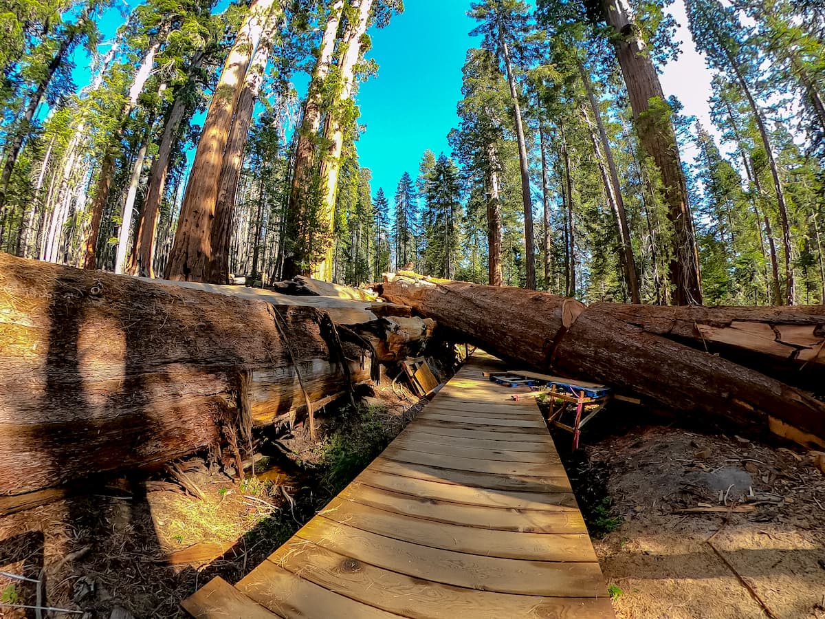 Trail of 100 Giants. Giant Sequoia National Monument