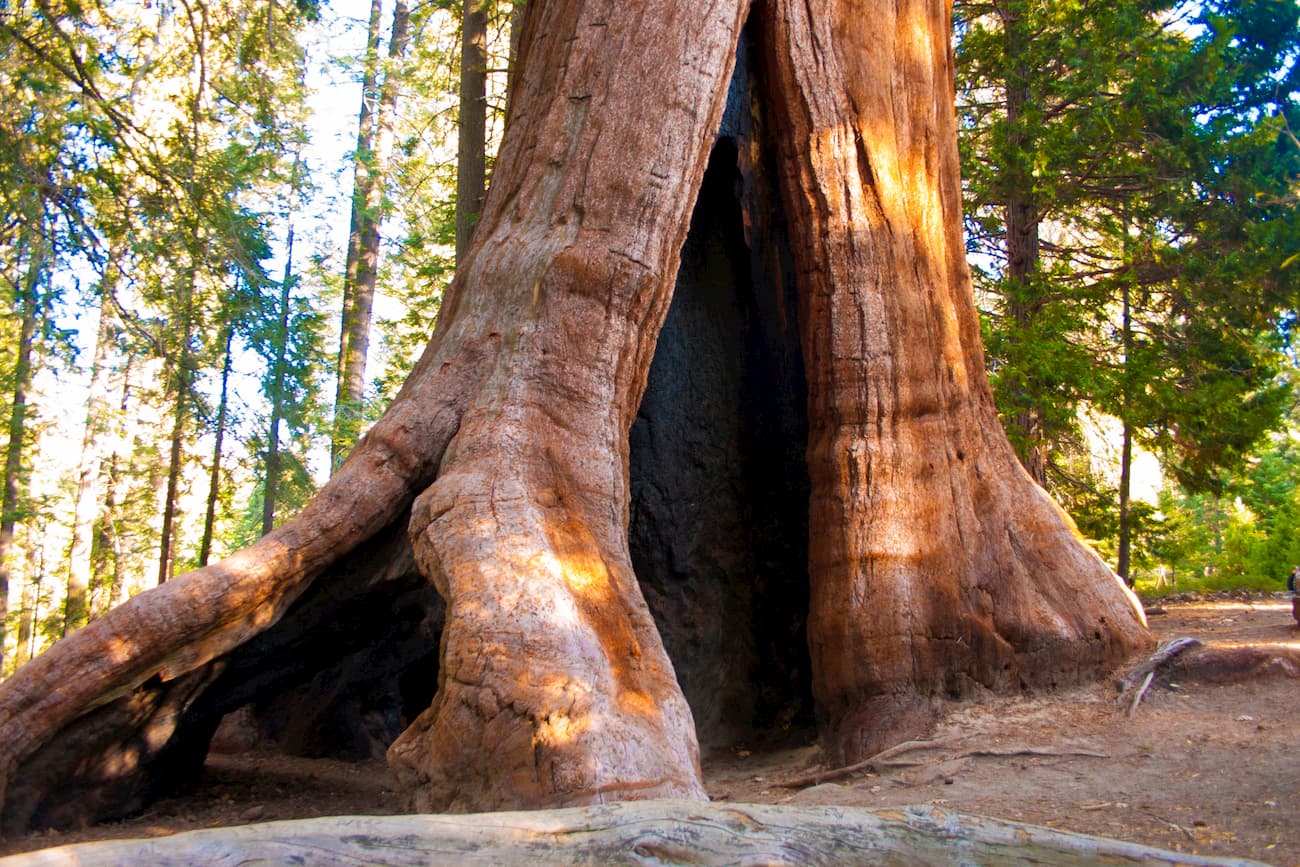 Giant Sequoia National Monument