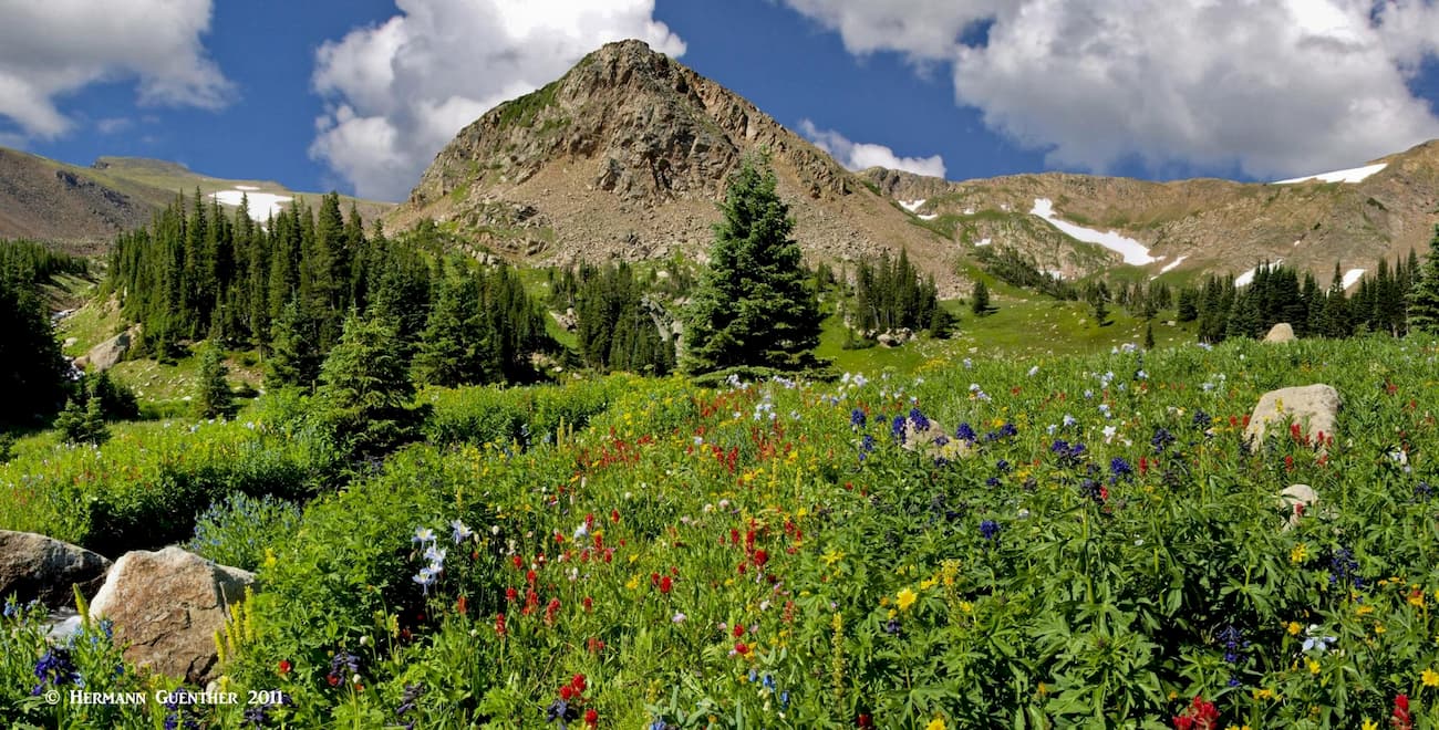 Wildflower meadow, Haystack Mountain. Continental Divide
