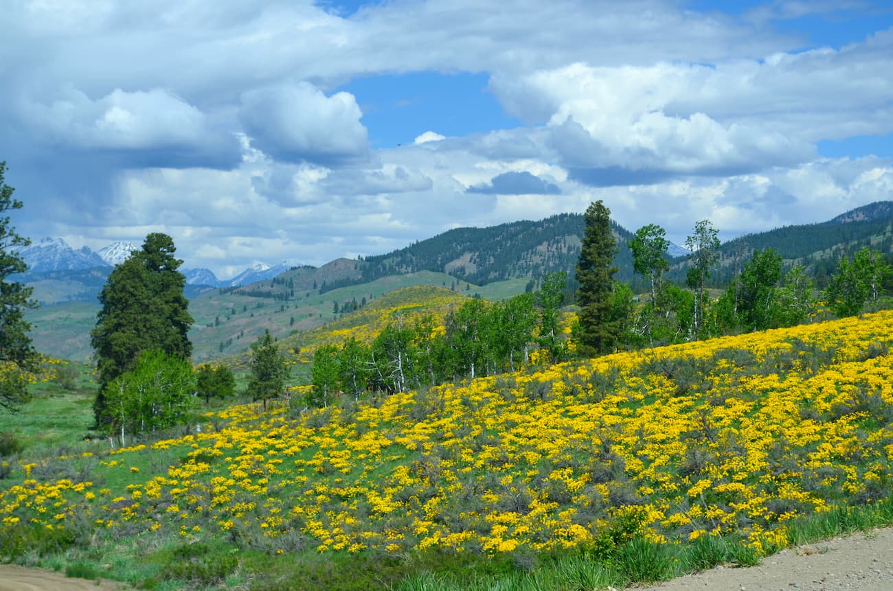 Bear Creek Mountain. Goat Rocks Wilderness.