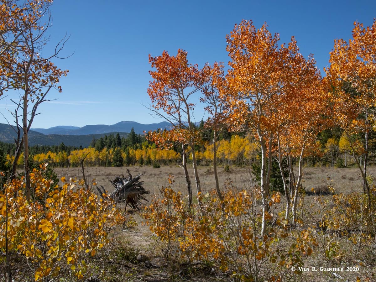 Meadow by Mule Deer Trail. Golden Gate Canyon State Park