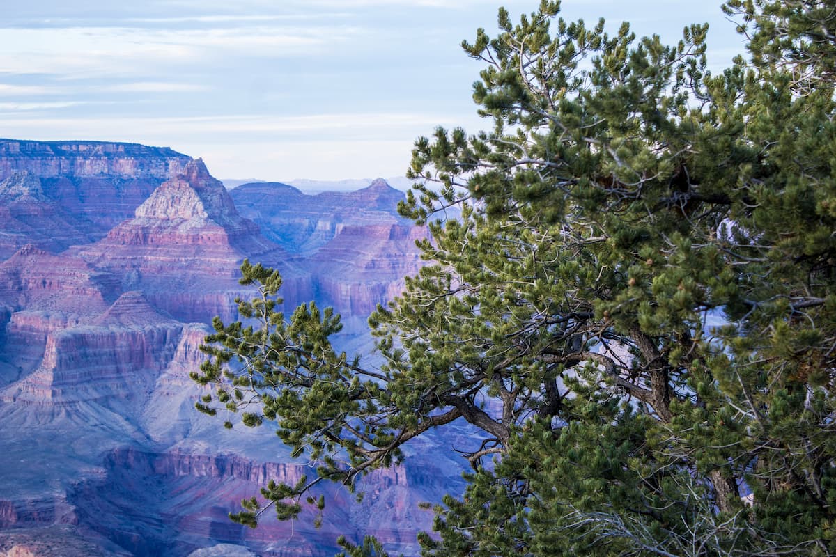 Pinyon pine. Grand Canyon National Park