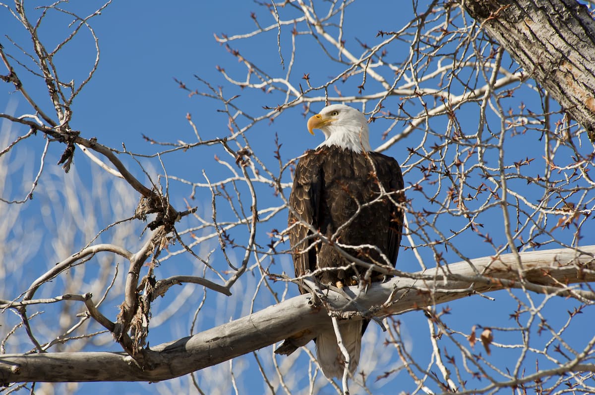 Bald eagles in Grand Staircase-Escalante National Monument