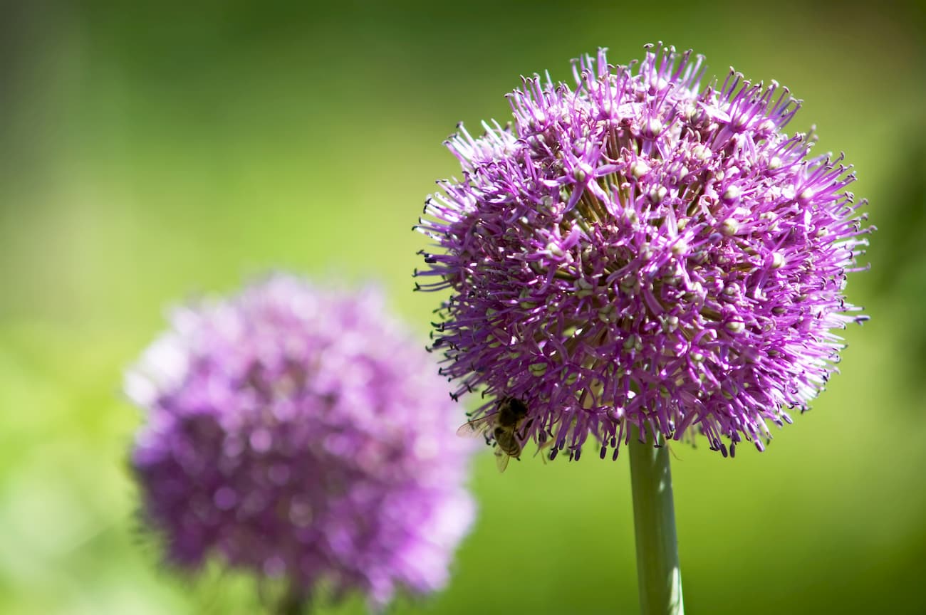 Bracted onion. Granite Chief Wilderness