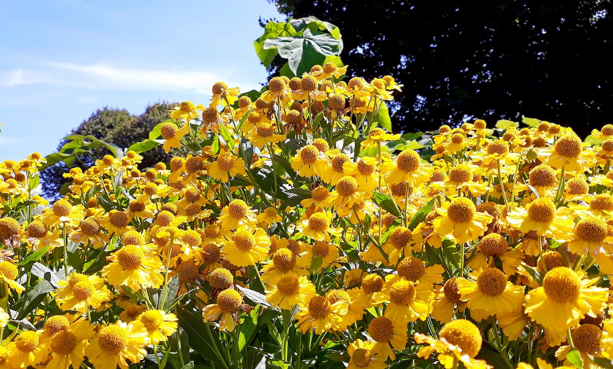 Hymenoxys grandiflora. Gravelly Range Montana