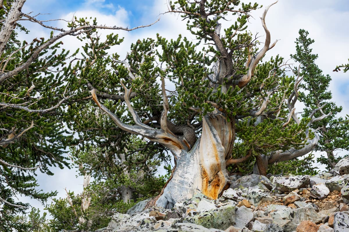 Bristlecone pine. Great Basin National Park