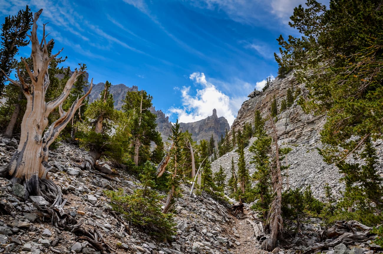 Bristlecone and Glacier Trail. Great Basin National Park