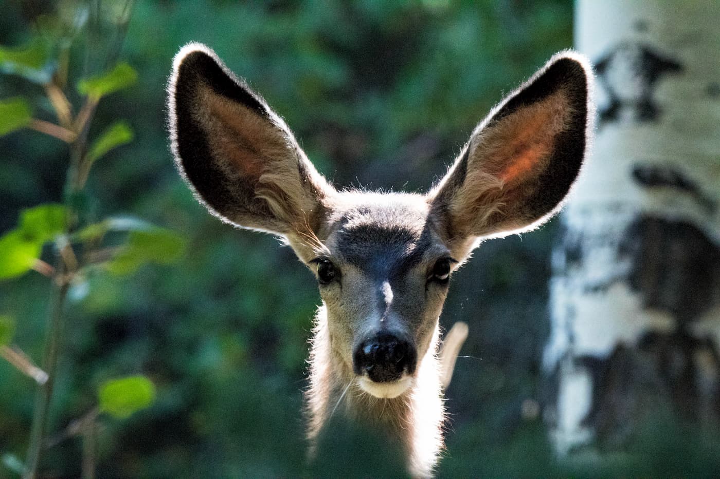 Mule deer. Great Basin National Park