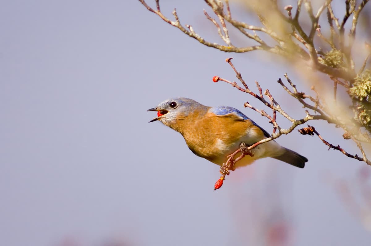 Bluebird swallows. Great Smoky Mountains
