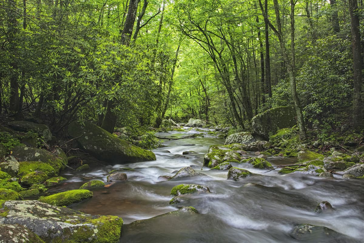 Relaxing Roaring Fork Creek along the Roaring Fork Motor Tour in the Great Smoky Mountains National Park 