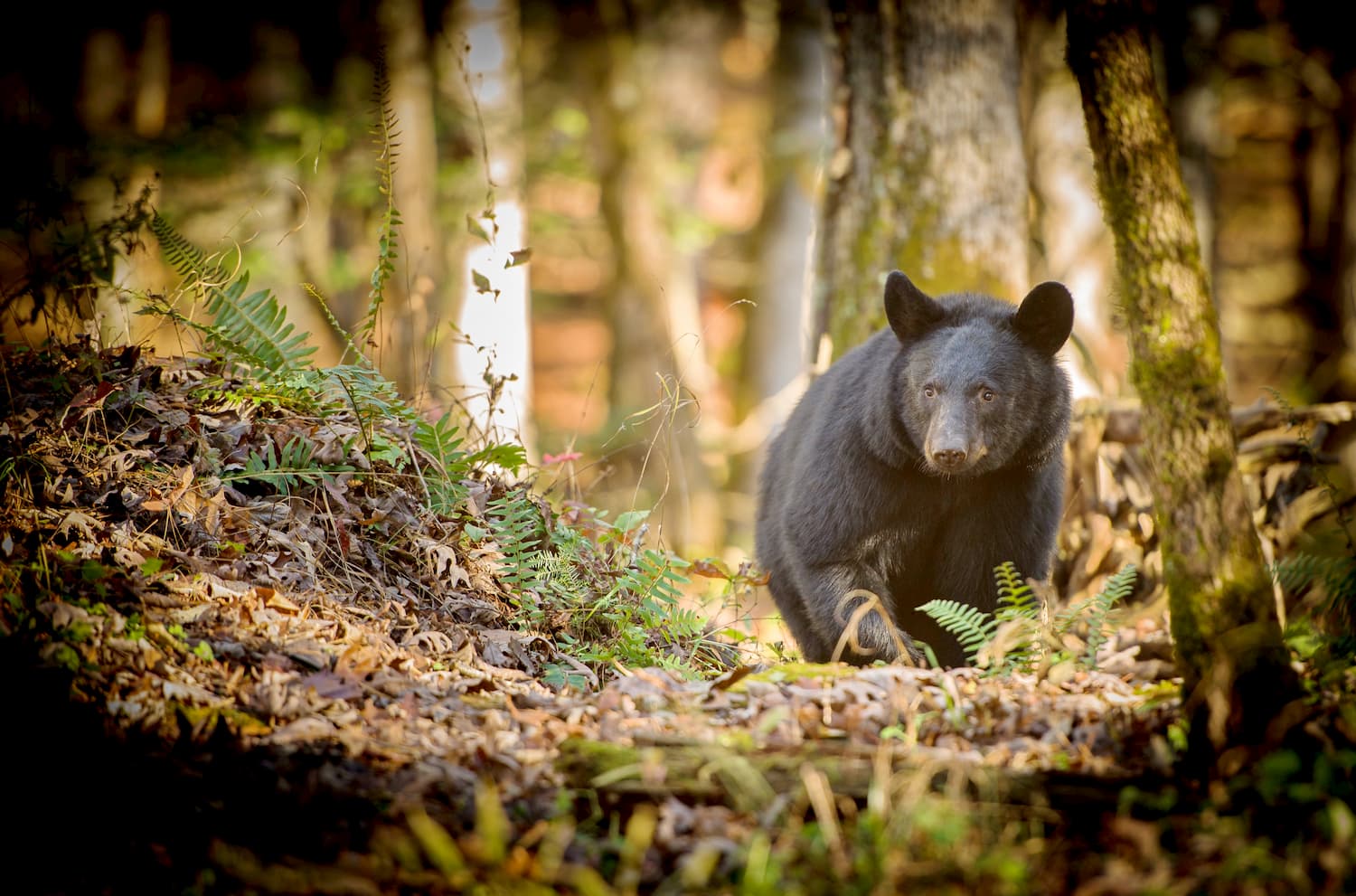 Great Smoky Mountains bear