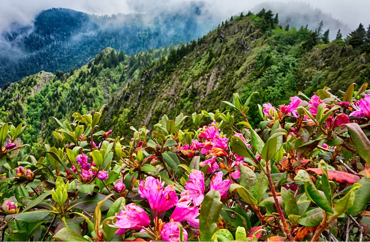 Great Smoky Mountains National Park