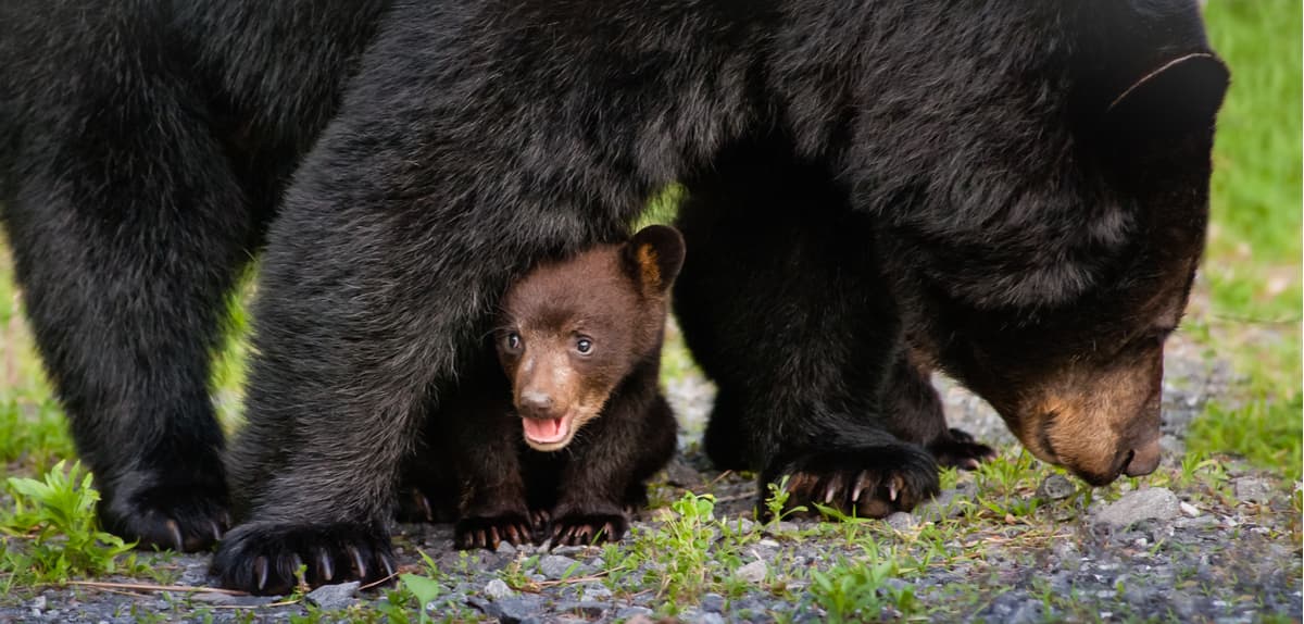 Black Bears. Great Smoky Mountains National Park
