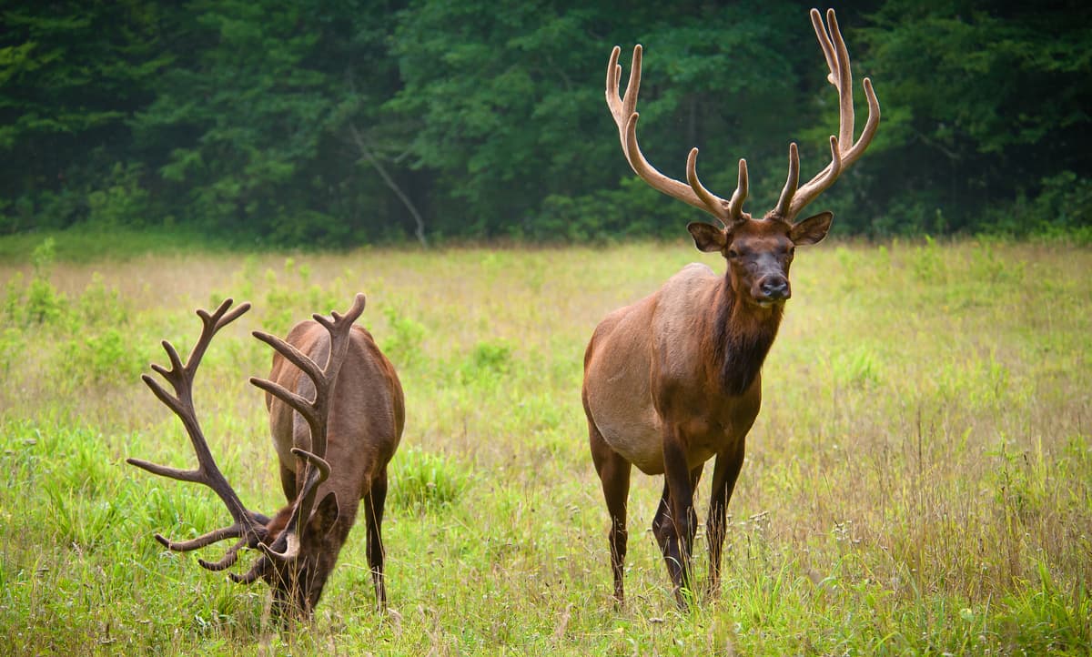 Cataloochee. Great Smoky Mountains