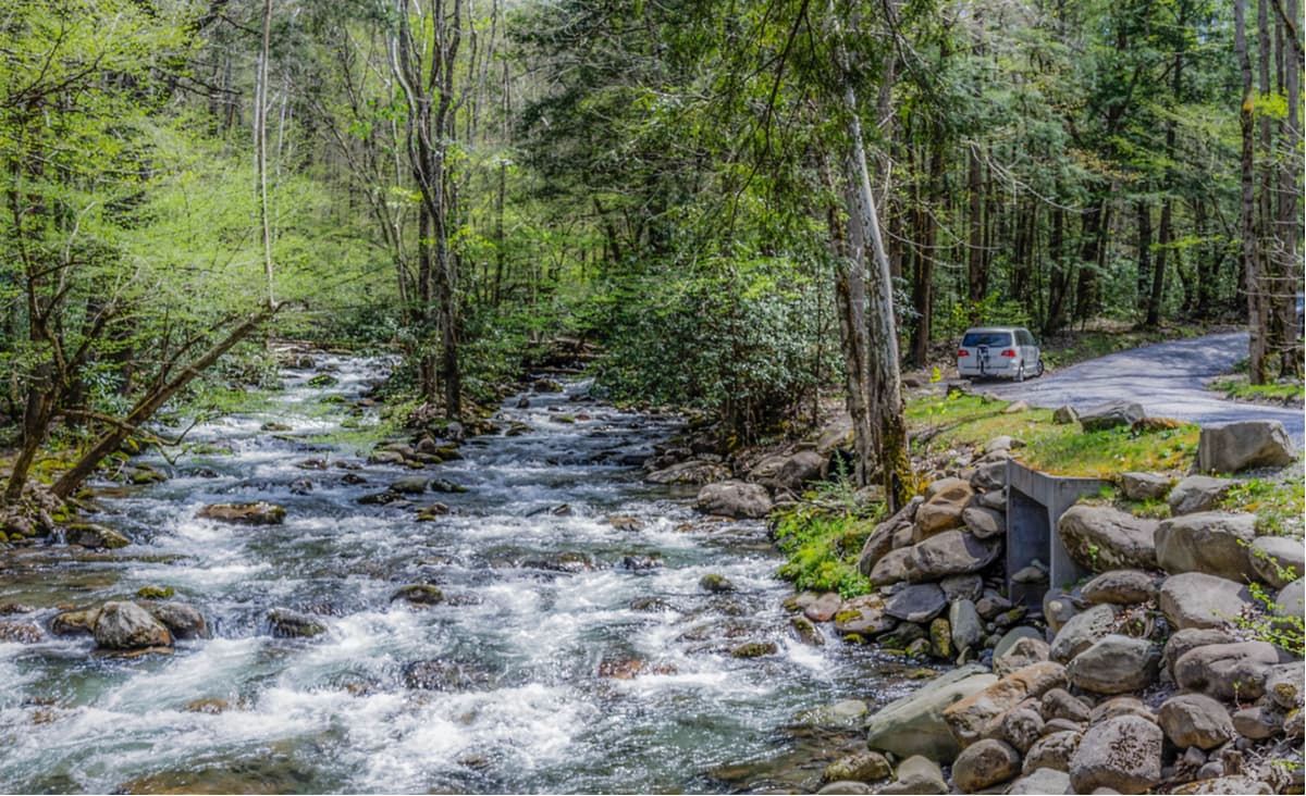Porters Creek. Great Smoky Mountains