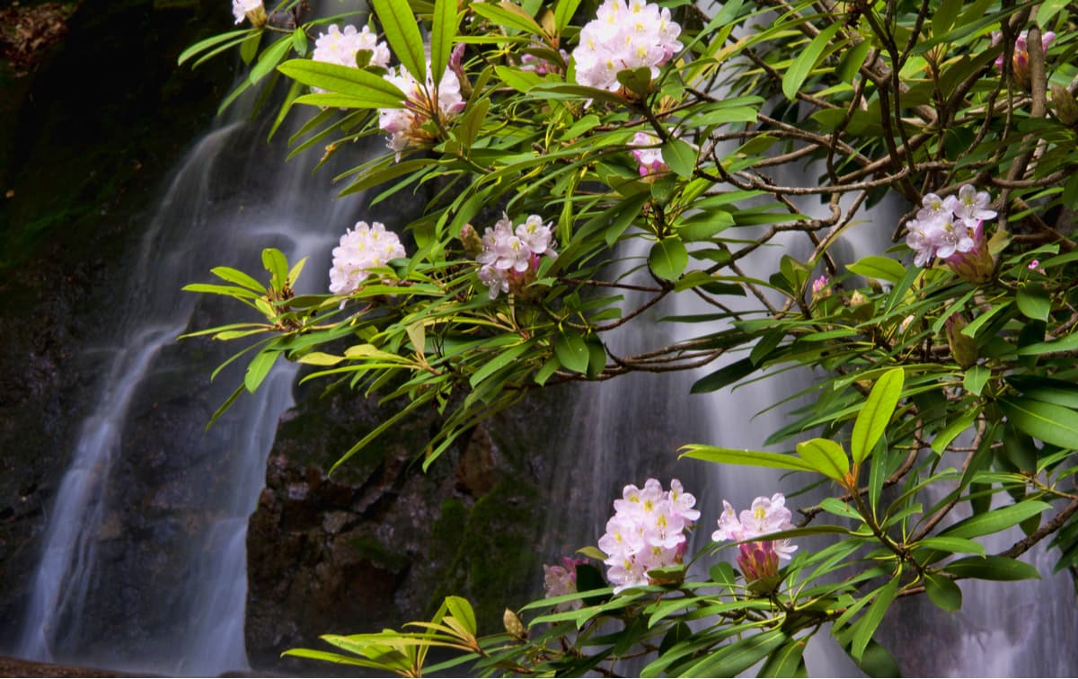 A waterfall is framed with rhododendron in bloom. Great Smoky Mountains
