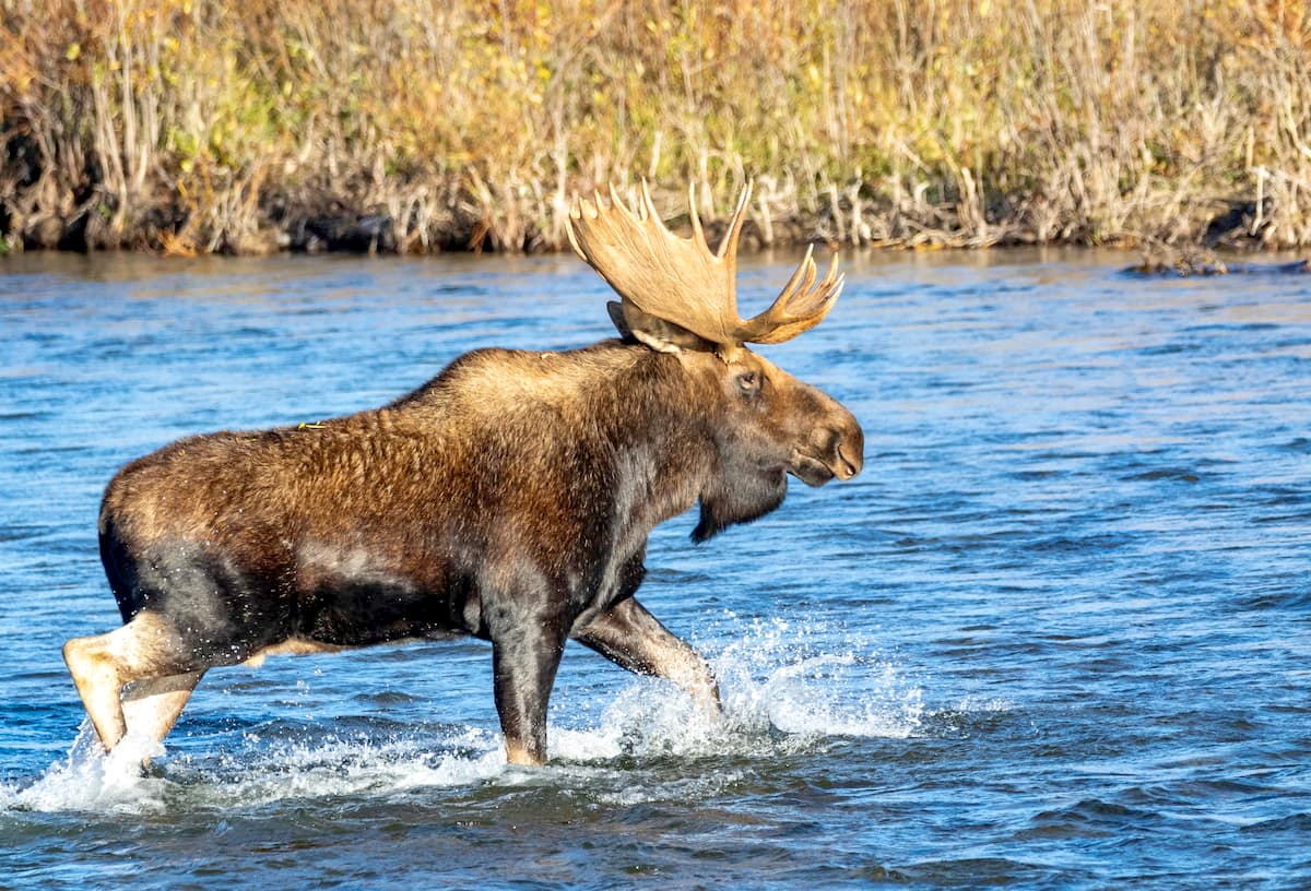 A bull moose crosses the Gros Ventre River