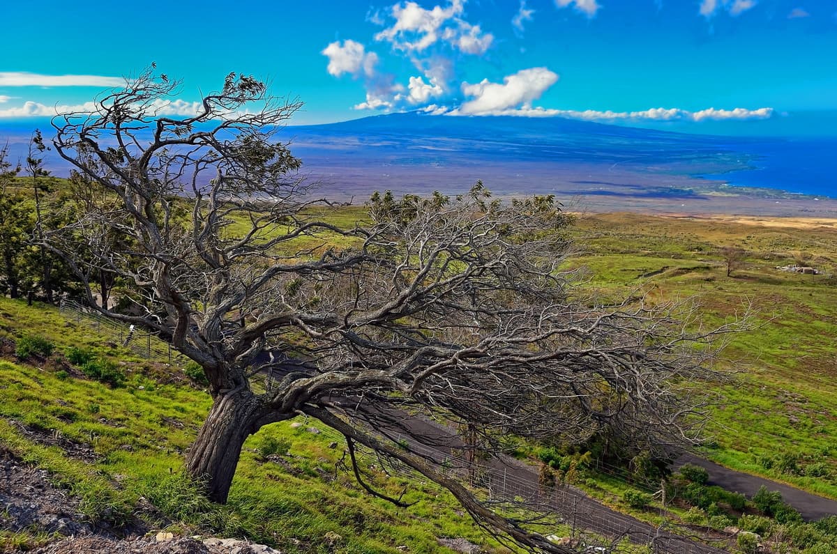 Hawaii Big Island tree Mauna Loa. Hawai’i Volcanoes National Park