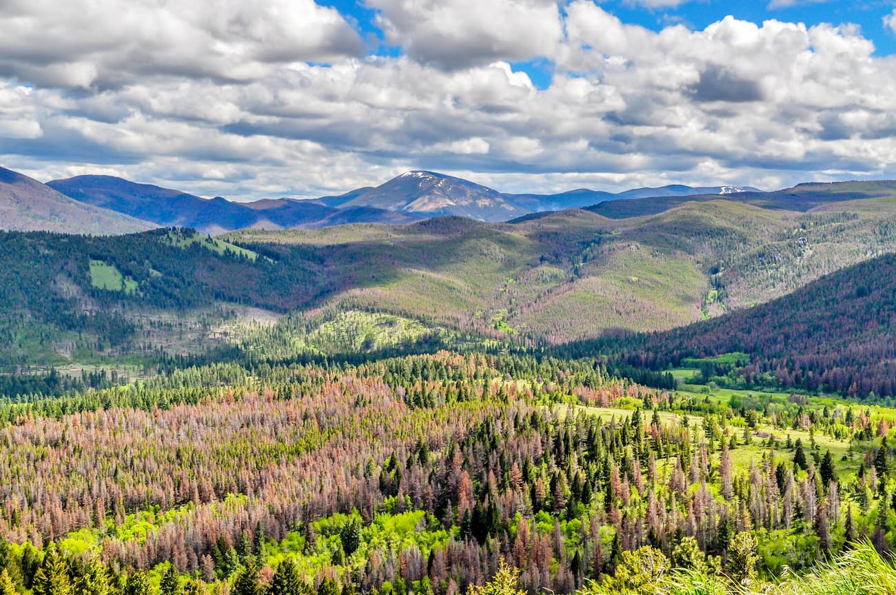 Helena National Forest