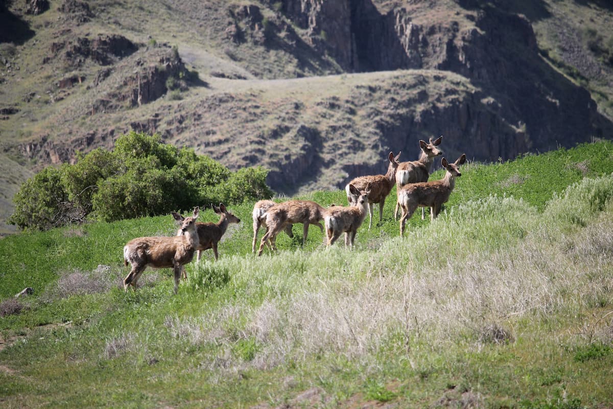 Mule deer. Hells Canyon National Recreation Area