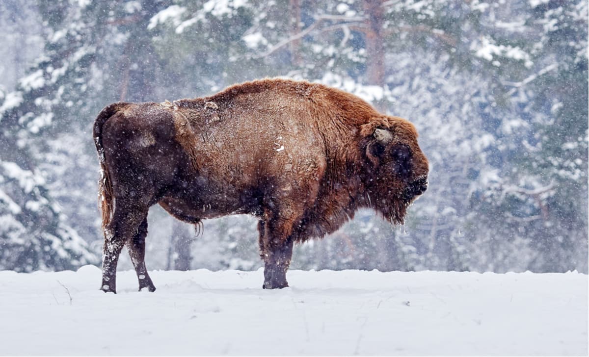 Schanze – European Bison
