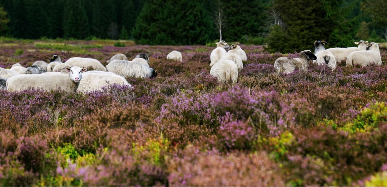 Niedersfelder Hochheide, Germany
