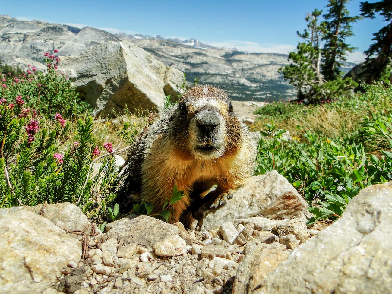Marmot. Hoover Wilderness
