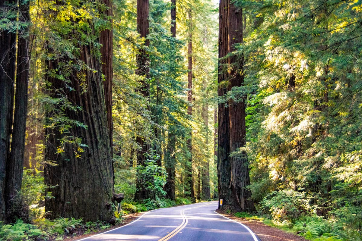 Humboldt Redwoods State Park. Avenue of the Giants