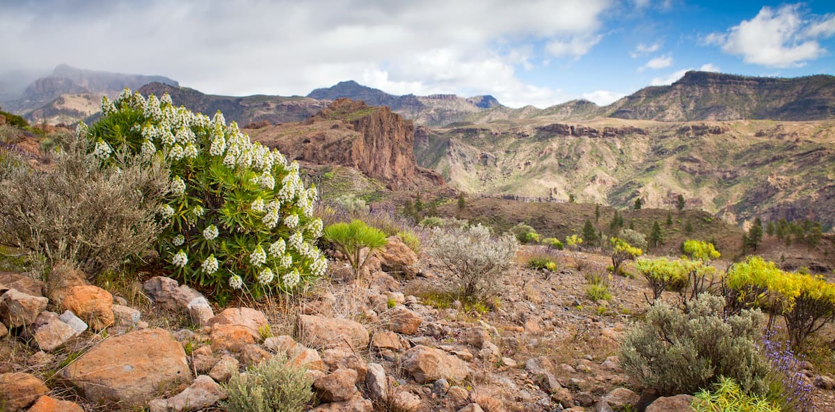 Blooming flowers. Inagua Natural Reserve