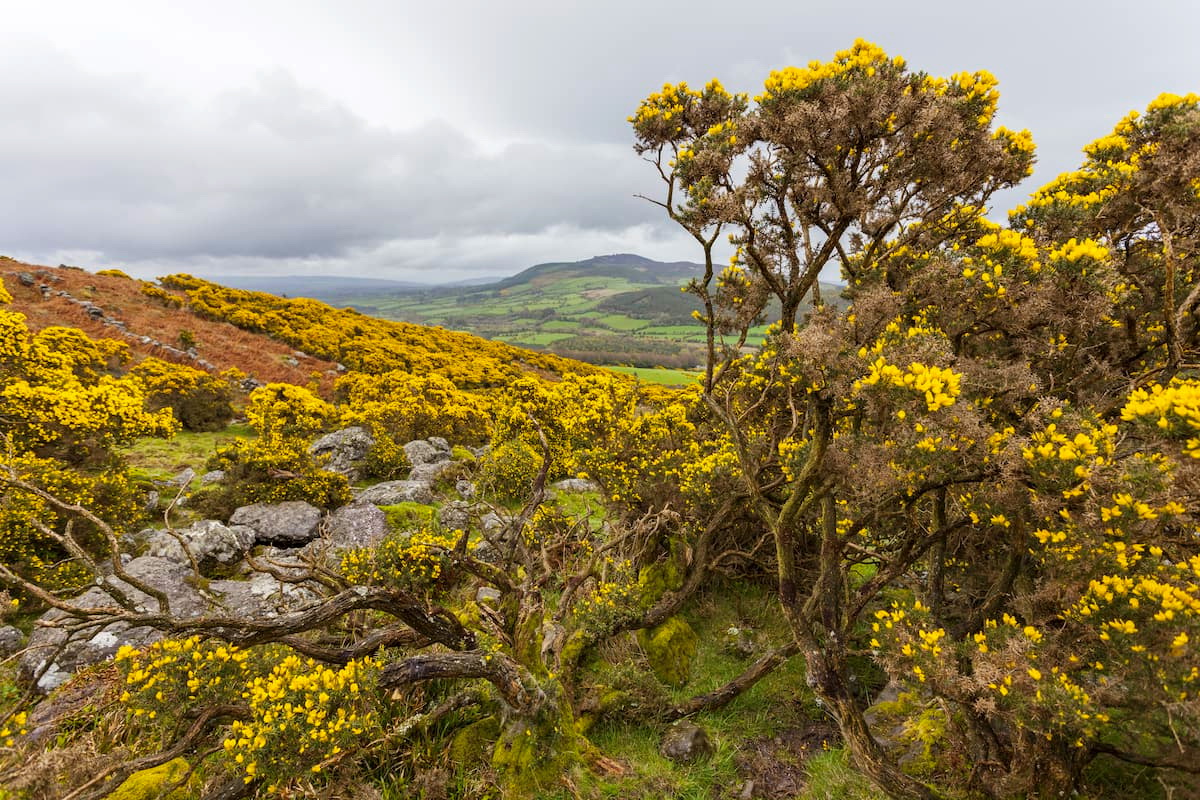 Comeraghs. Ireland