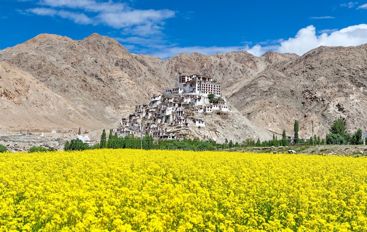 Chemrey monastery situated on the top of hill with yellow mustard field, Jammu and Kashmir