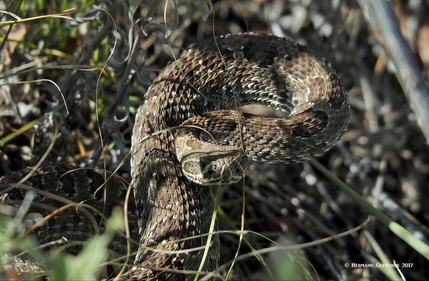 Rattlesnake at Mount Falcon Park, Jefferson County