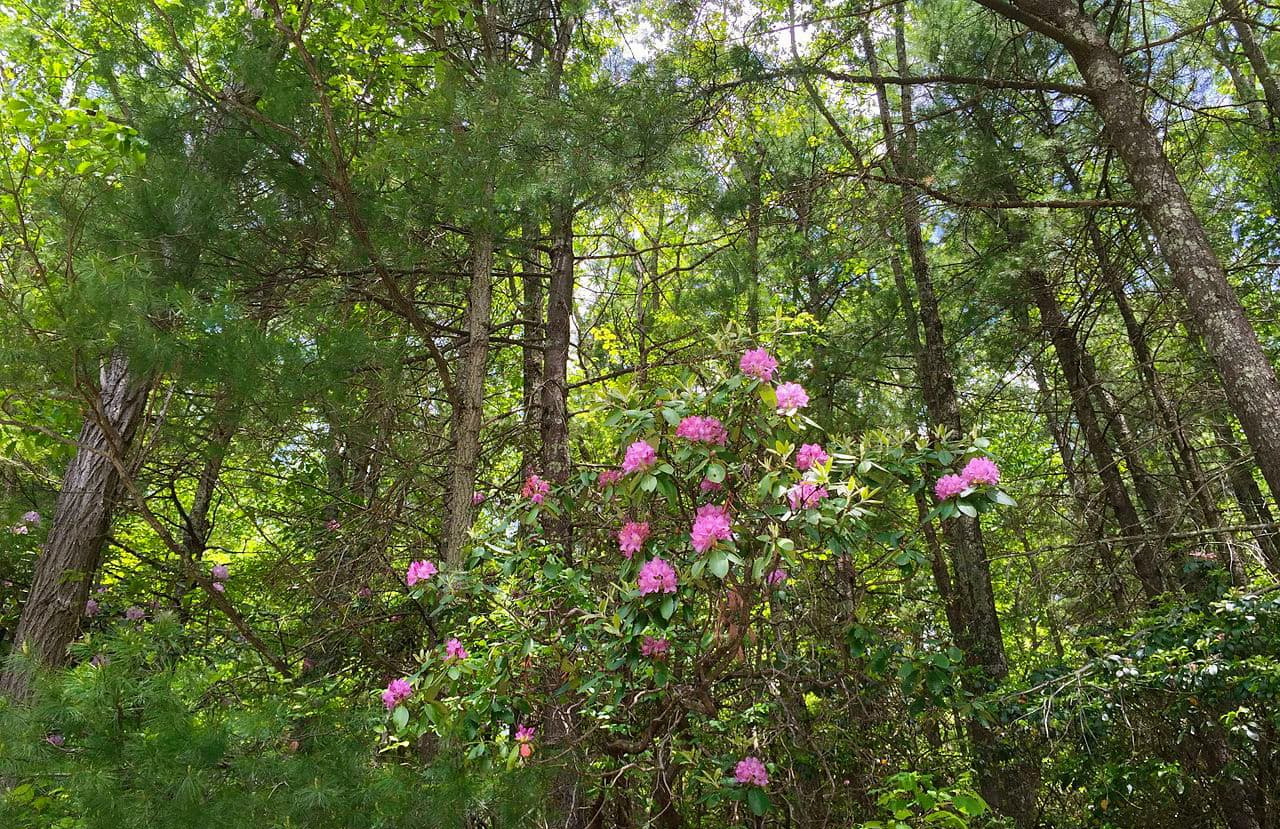 Appalachian Trail. Jefferson National Forest