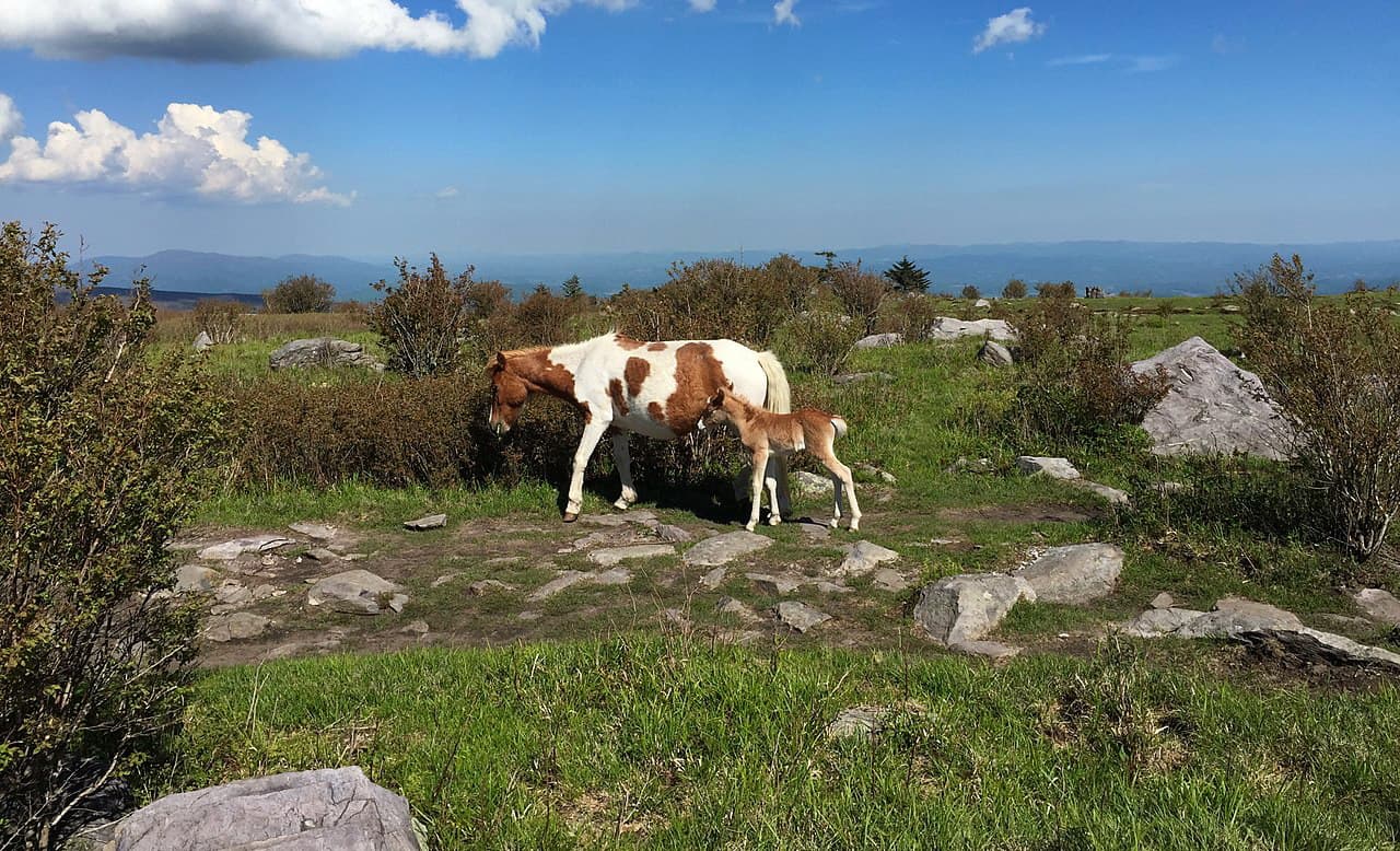 Mother pony and foal along the Appalachian Trail. Jefferson National Forest